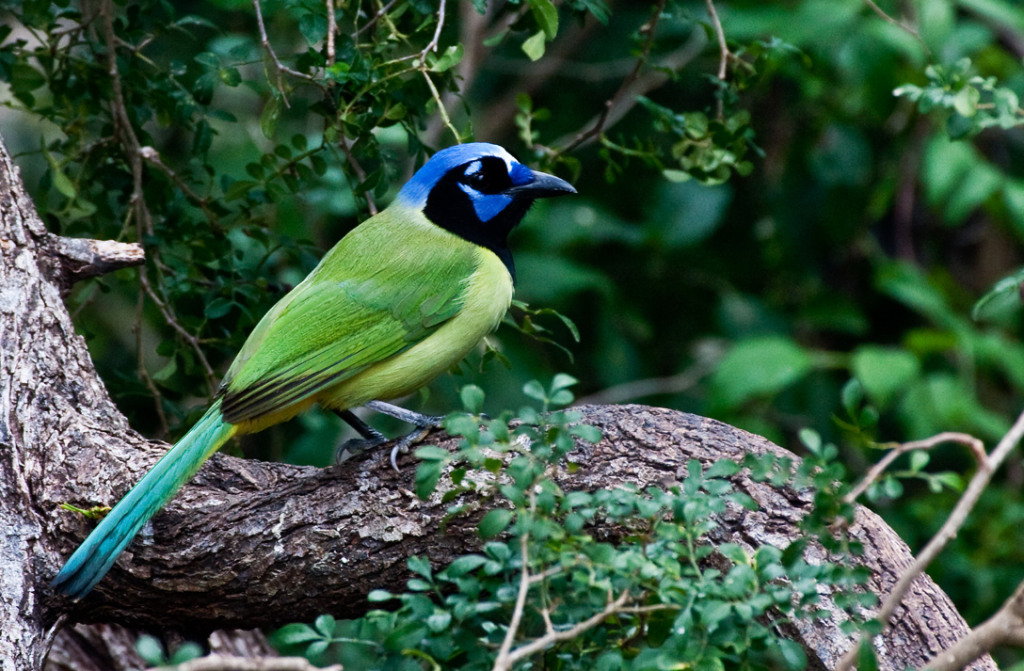 Birding and Wildlife Watching